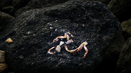 crab on rock