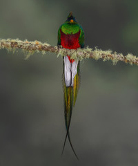 Quetzal resting on mossy branch