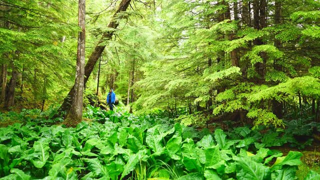 Woman Hiking in an Alaskan Rainforest, Southeast Alaska