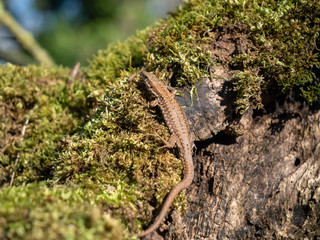 Lézard des murailles.