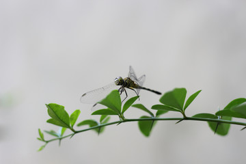 Dragonfly, I am