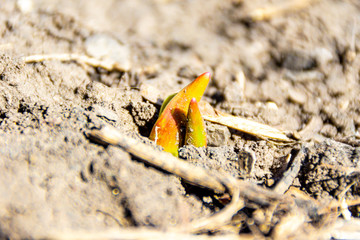 the first spring sprouts got out of the ground in the first warm days, tulip sprouts, selective focus