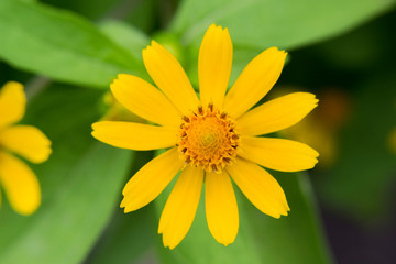 Melampodium yellow ornamental plants that are in bloom