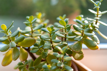 crassula indoor plant in the sun