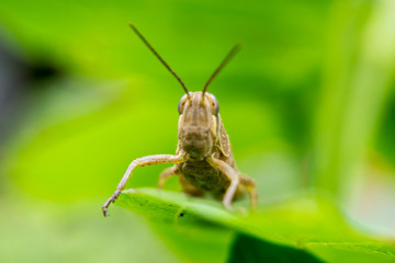 grasshopper perched on a leaf