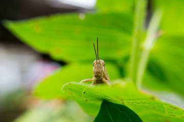 grasshopper perched on a leaf