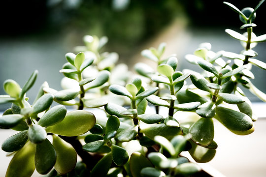 crassula indoor plant in the sun