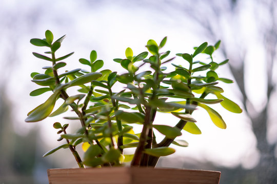 crassula indoor plant in the sun, money tree