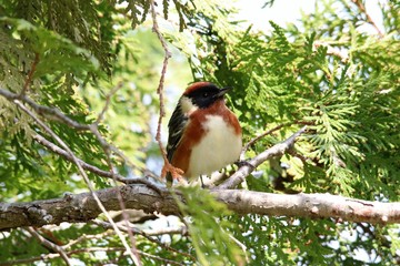 Bay-breasted warbler