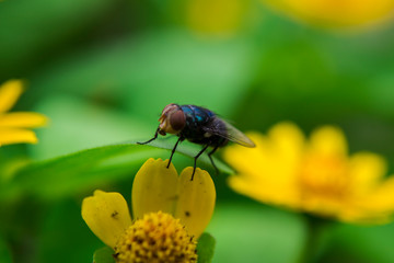 fly on flower