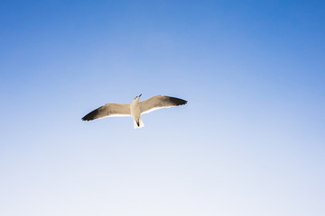 Flying Seagul in blue sky. Bottom view