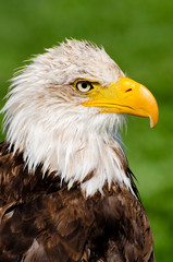 Portrait of a Bald Eagle