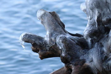 Fototapeta na wymiar iced driftwood