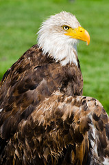 Bald Eagle Sits sideview