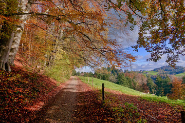 A way along a forest in autumn colors