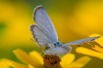 Papillon Bleu perched on yellow flower