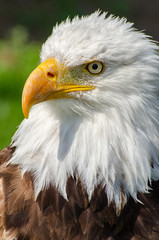 Bald Eagle Eye