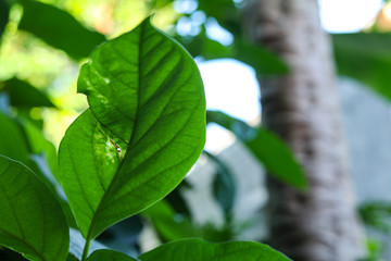 Obraz premium plant growth in farm with blur background