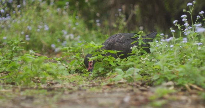 A Hungry Muscovy Duck in New Zealand Walking and searching for its food - close up rolling shot
