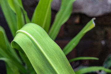 plant growth in farm with blur background