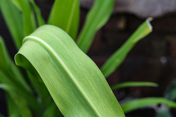 plant growth in farm with blur background