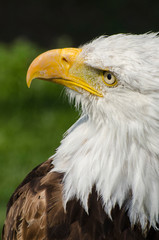 Bald Eagle Looking Up