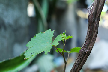 plant growth in farm with blur background