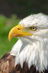 Partial Portrait of a Bald Eagle
