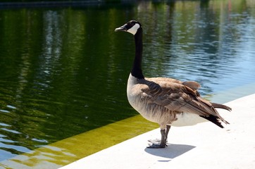 goose next to water
