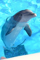 Dolphin looking at the camera