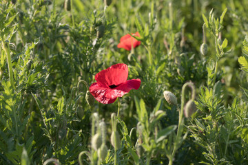 red poppy in a field