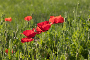 red poppies in a field