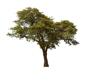 isolated tree  is located on a white background. Collection of isolated tree on white background