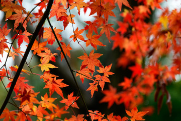 紅葉