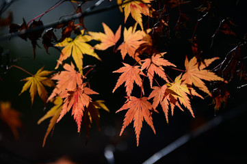 紅葉