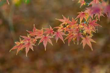 紅葉