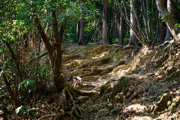 登山道