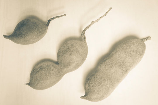 Tamarind tropical fruit - Tamarindus indica 
