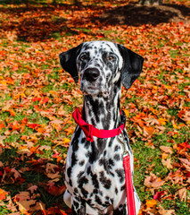 dalmatian