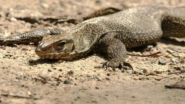 a monitor lizard is taking a sun bath on sand