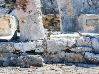 The black spiny-tailed iguanas in the Tulum Mayan ruins site where we had a tour guide us through. They were everywhere you looked and enjoyed the sun shine. 