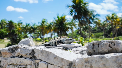 Fototapeta na wymiar The black spiny-tailed iguanas in the Tulum Mayan ruins site where we had a tour guide us through. They were everywhere you looked and enjoyed the sun shine. 