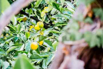 Fresh lemons hanging on a tree, ripening to be picked by the locals.