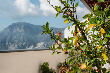 Chili pepper bush on the balcony of our cooking class AirBnB experience balcony overlooking Praiano and being able to see Positano in the distance.
