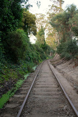 Obraz premium railway in the forest