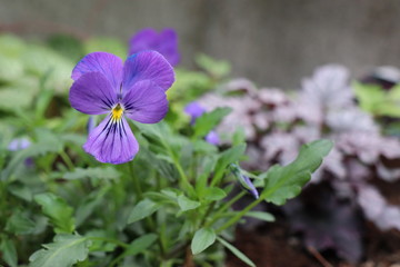 ビオラ　コルシカ