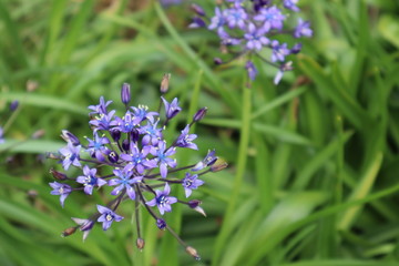 シラー・ぺルビアナ