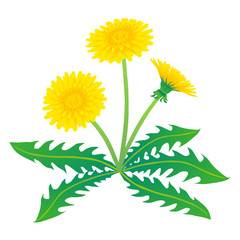 Vector illustration of yellow dandelion flower on white background