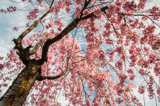 Beautiful Japanese cherry tree in bloom for the spring. 