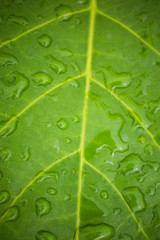 Natural green background, View of green leaf  blurred background. dew drops on the leaves. Close-up of tropical leaves with copy space.